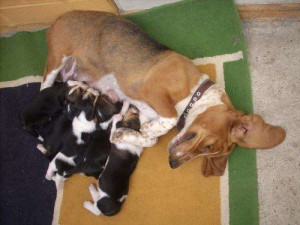 Vendo Cachorritos Basset Hound Hush Puppies Articulos Compra Venta