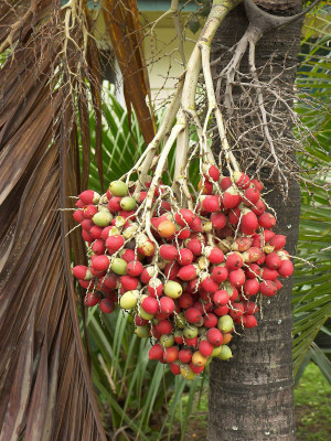 Palm Oil Berry Fruit Photo Images Free