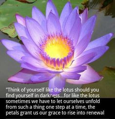 Buddha Lotus Flowers Peace, Buddhism, Asia Favoriteplacesspac, The ...