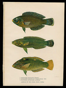 David Starr Jordan Fishes A Hoen 1925 3 Wrasses