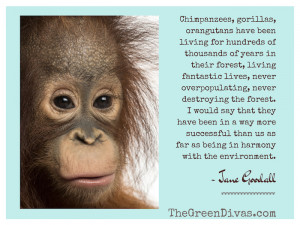 In addition to the fact that orangutans tug at our heart strings, they ...