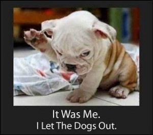 dogs, funny pics, humour quotes, funny jokes, jokes funny, hilarious ...