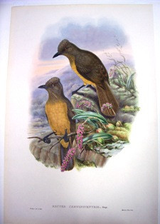 John Gould Birds New Gineau Hand Coloured Lithograph