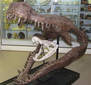 Now, Deinosuchus (The largest ever reptile, and prehistoric alligator)