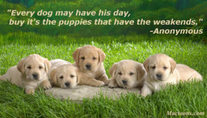 ... Inspirational Quotes about Dogs: Dog Puppies With Inspirational Quote