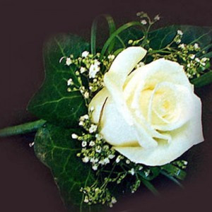 50 Beautiful White Rose Flowers Pictures