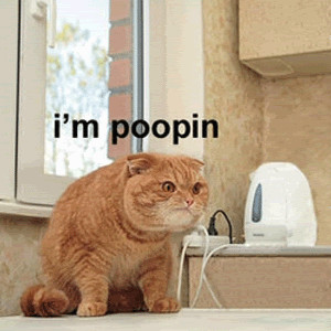 Pooping Cat Image