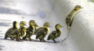 make way for ducklings: Little One, Ducklings, Animal Pictures, Baby ...