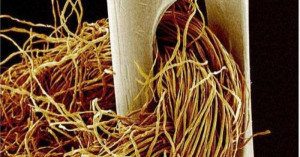 Needle and thread under a microscope