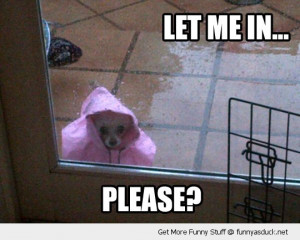 please let me in dog animal raincoat outside rain funny pics pictures ...