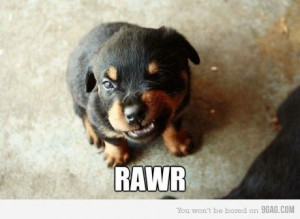 ... , cute, dog, funny, growl, puppy, quote, rawr, rottweiler, text