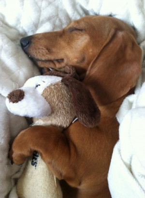 ... Sweets Dreams, Cuddling Buddy, Naps Time, Weiner Dogs, Stuffed Animal