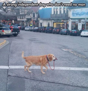 strong independent dog who don’t need no man