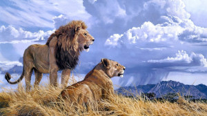 Download Lion and lioness wallpaper