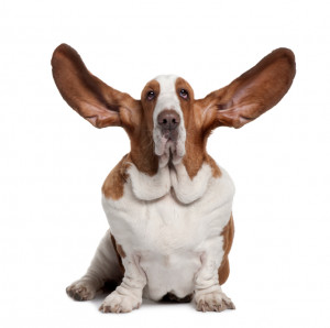 Ears – they listen to more than just the words. They listen for the ...
