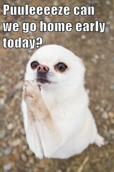 ... ask right? Happy Friday Everyone! #Friday #Funny #Dog #Chihuahua #Work