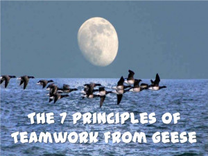 The 7 Principles Of Teamwork From Geese.