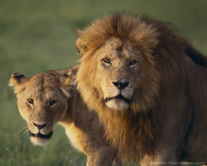 Lion and Lioness