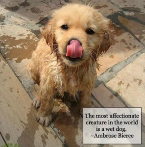 Funny Quotes About Dogs