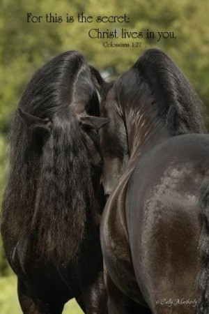 Friesian black horse stallion dressage baroque