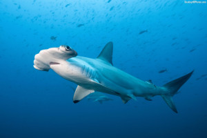 Blue Hammerhead Shark Photography,Photo,Images,Pictures,Wallpapers