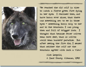 Displaying (19) Gallery Images For Native American Wolf Quotes...