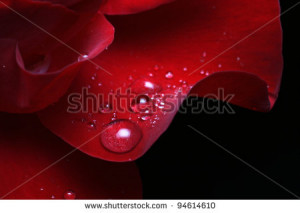 Rose Petal Dew Drop Leis