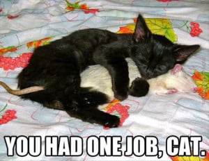 funny cat pics you had one job