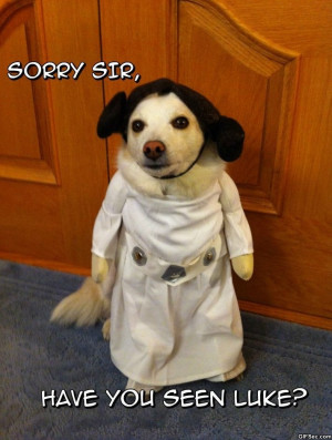 Funny – Princess Leia Cosplay - Funny Pictures, MEME and Funny GIF ...