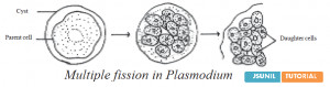 Binary Fission Amoeba Binary Fission In Amoeba