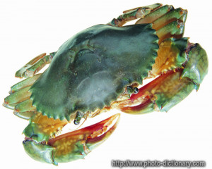crab - photo/picture definition - crab word and phrase image