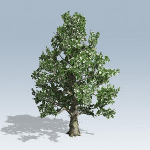 Southern Magnolia Tree Drawing Magnolia southern magnolia