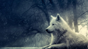 awesome hd wallpapers of wolf free download best desktop background hd ...