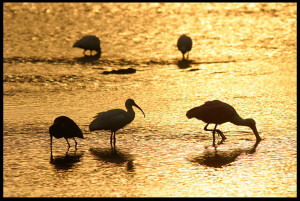 Visual Bible Verse of the Day: Wading birds at Sunrise , Ding Darling ...