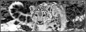 10423-snow-leopard.jpg