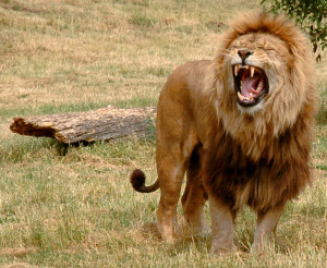What Eats Lions? Photo:Robek