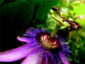 Passion flowers (Passiflora caerulea)