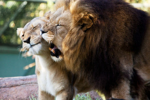 Lion And Lioness Love Tumblr