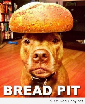 Bread pit dog - Funny Pictures, Funny Quotes, Funny Memes, Funny Pics ...
