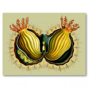 Kunstformen By Ernst Haeckel