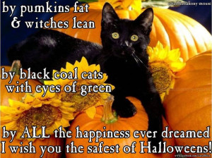Black Cat picture purrfect Halloween Fun