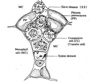 SE Sieve Element TC Transfer Cells PP Phloem Parenchyma cell