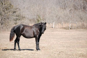 Discuss Interesting read on Morgans at the Horse Chat forum - Horse ...