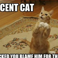 Related Pictures static electricity cat funny pictures add funny