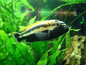 Melanochromis+auratus