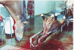 Horse-meat scandal blamed on international fraud by mafia gangs.