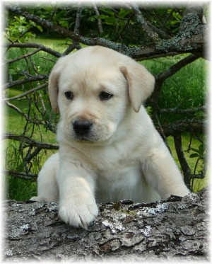 , yellow labrador or chocolate labrador lab puppy | Maine hunting ...