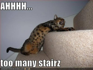 cat, cute, funny, stairs, too many