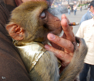 Related Pictures monkey smoking cigarette funny india pictures indian ...