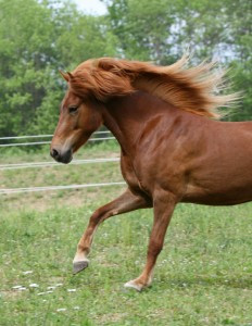 Show Bow Horse Single.pony